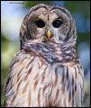_2SB8010 barred owl